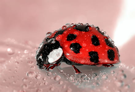 shallow focus photography red and black ladybug