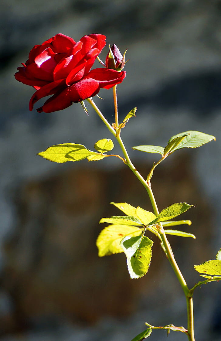 red rose in closeup shot during daytime