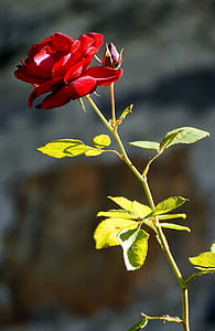 red rose in closeup shot during daytime