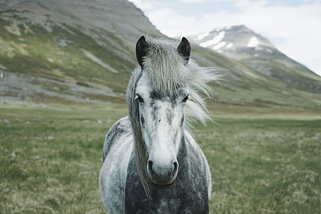 gray and white horse