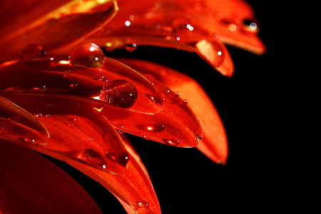 close-up photo of water drops on red petaled flower