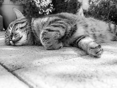 tabby cat lying grayscale photo