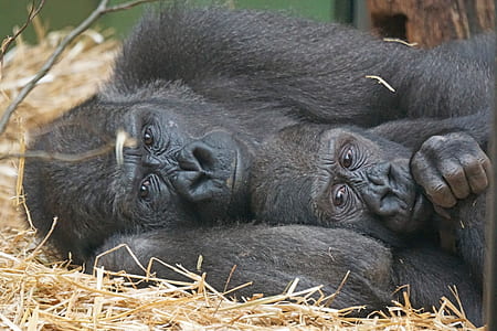 two primates lying down