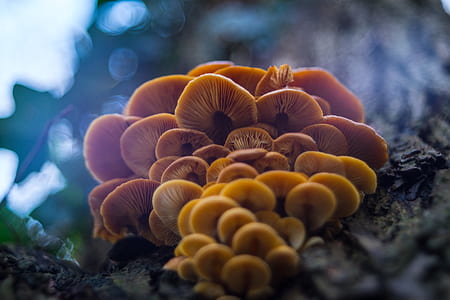 shallow focus photography of orange mushroom during daytime