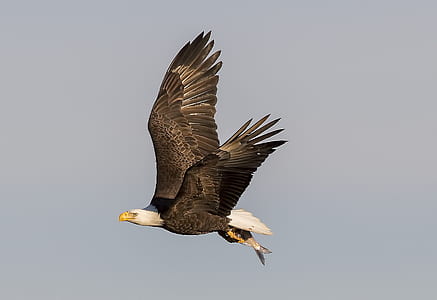 bald eagle flying on mid-air