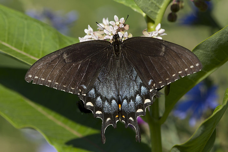 blue and black swallowtail butterfly on white petaled flowers