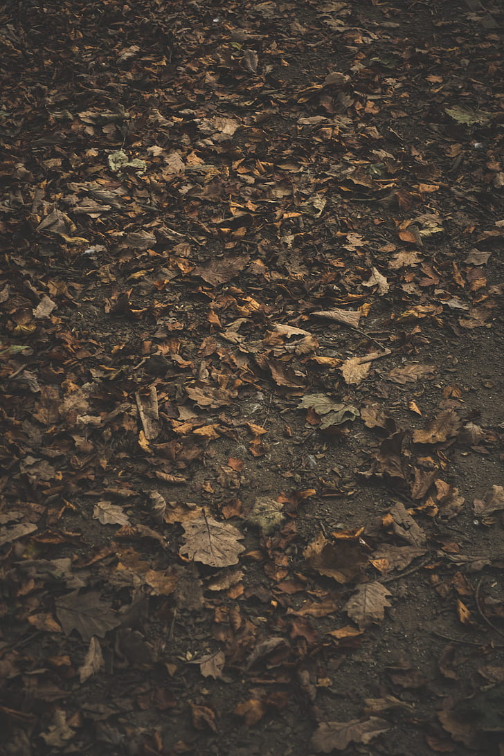 Royalty-Free photo: Close up photo of autumn leaves | PickPik