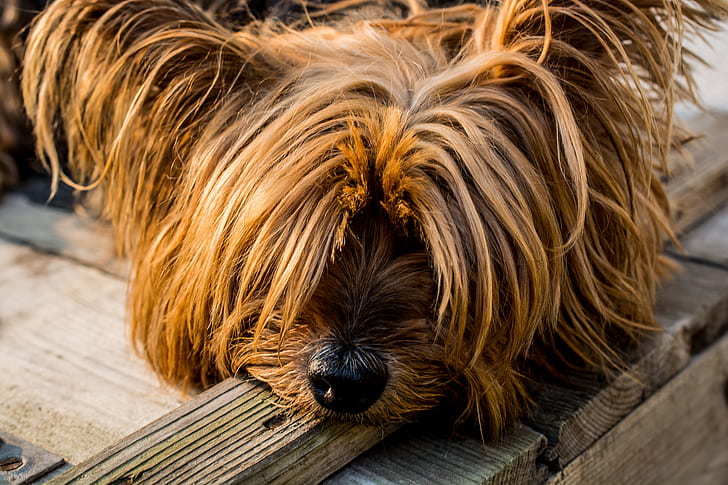 lying adult tan and black Yorkshire terrier on wooden ground