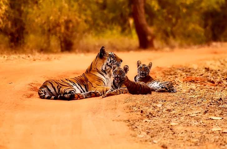 photography of brown an brown tiger with cubs