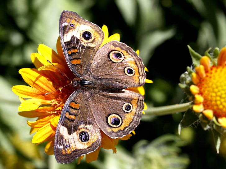 shallow focus photography of common buckeye butterfly sits on orange flower during daytime