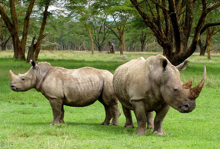 two Rhinoceros standing on grass fiels