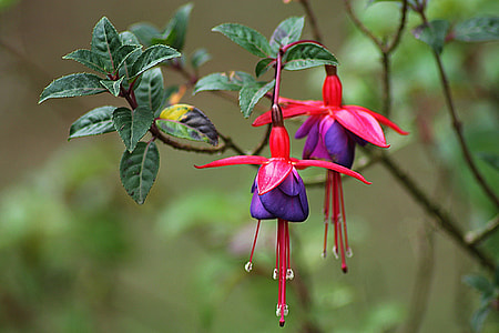 two red-and-purple petaled flowers