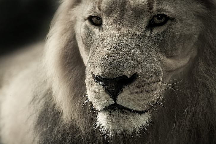 greyscale photo of lion