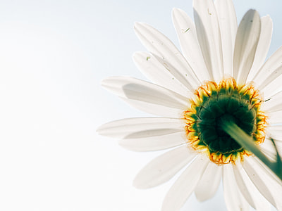 Daisy flower in close up photography