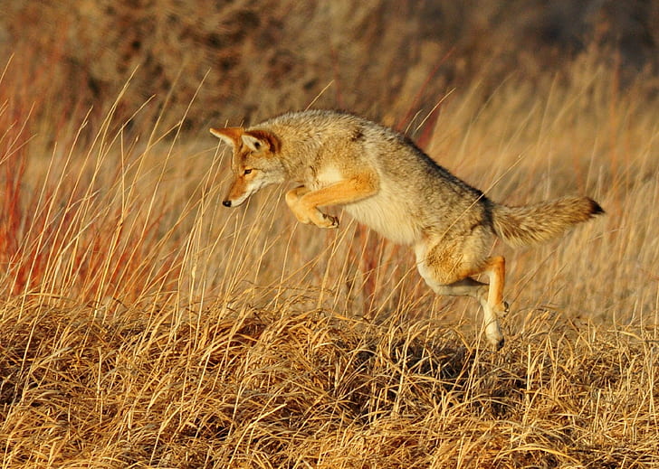 gray jumping fox at daytime