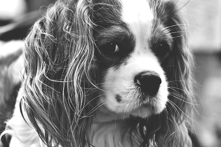 adult cavalier King Charles in gracyscale photography