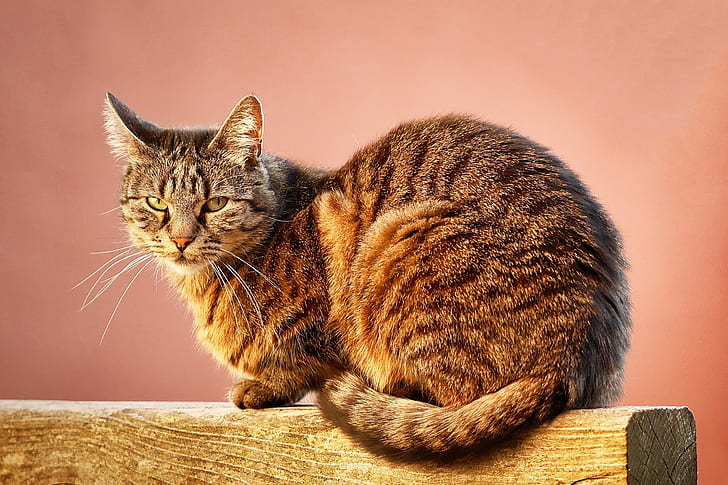 closeup photo of brown tabby cat on brown surface