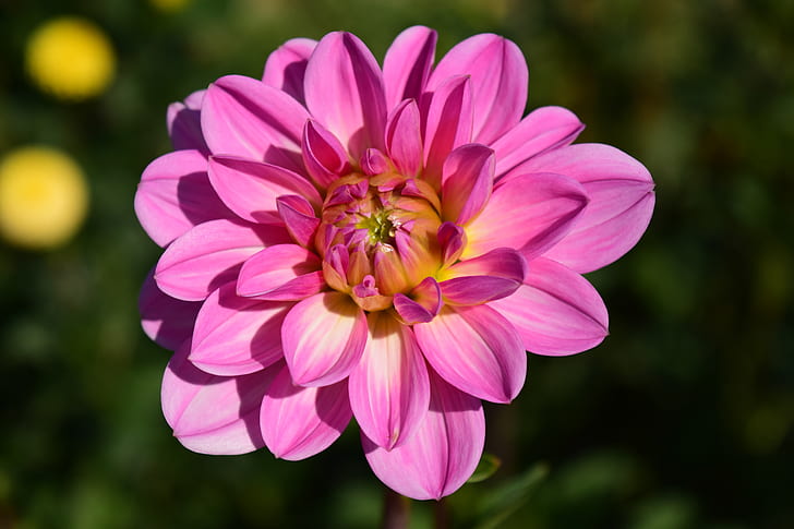 selective focus pink petaled flower in full bloom