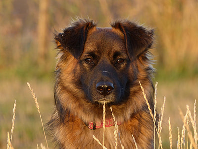 adult black and tan German shepherd sits on grass field during daytime
