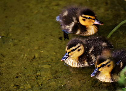 three black-and-yellow ducklings