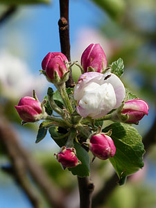 closeup photo of apple blossoms at daytime