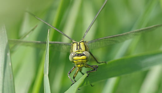 shallow focus photography of green dragonfly