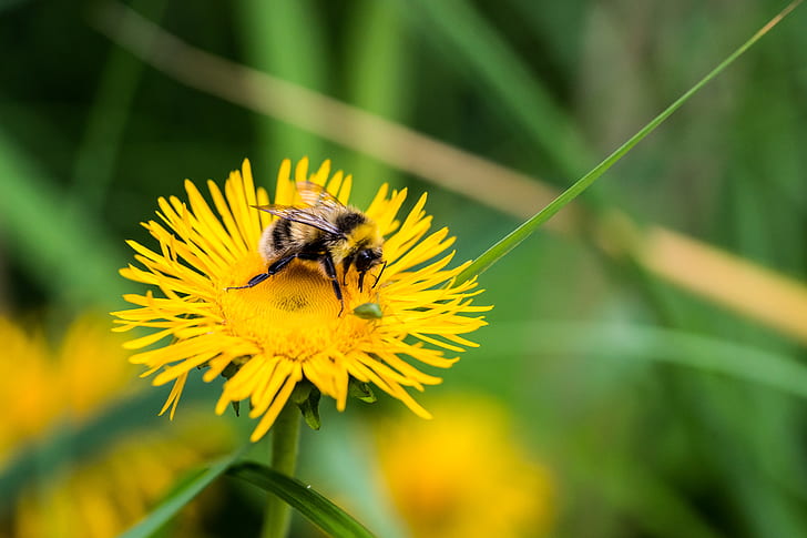 bee on yellow petaled flower