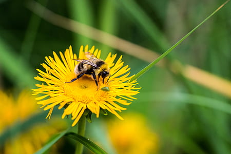 bee on yellow petaled flower