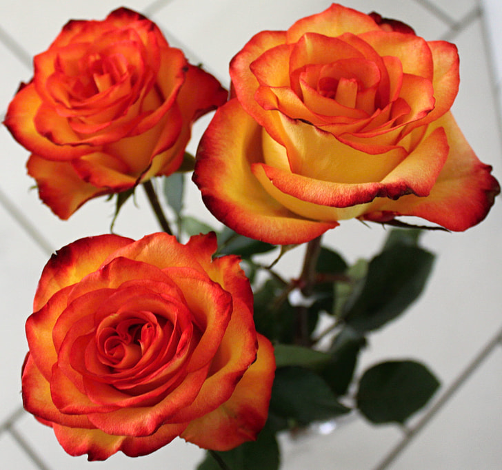 photo of three red and yellow roses