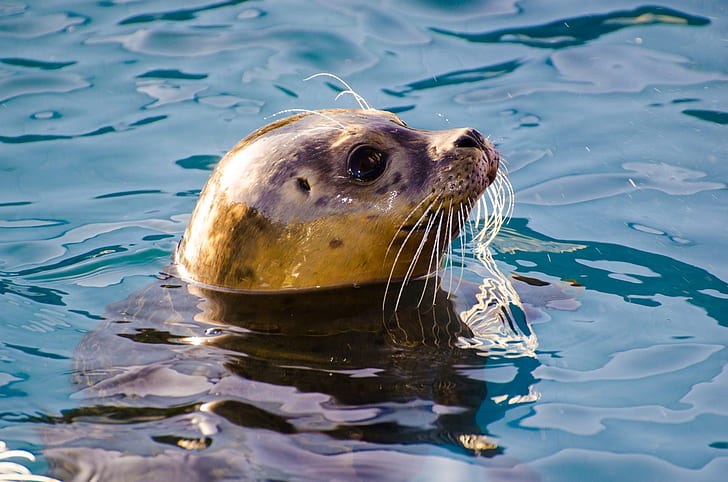 black and brown sea lion on water