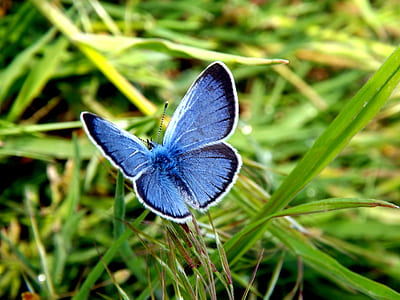 blue and black butterfly perched on green grass
