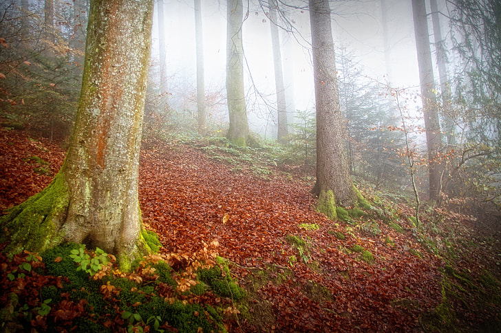 green-leafed plants beside tree surrounded by fog