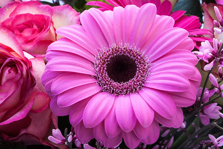pink gerbera flower selective focus photography