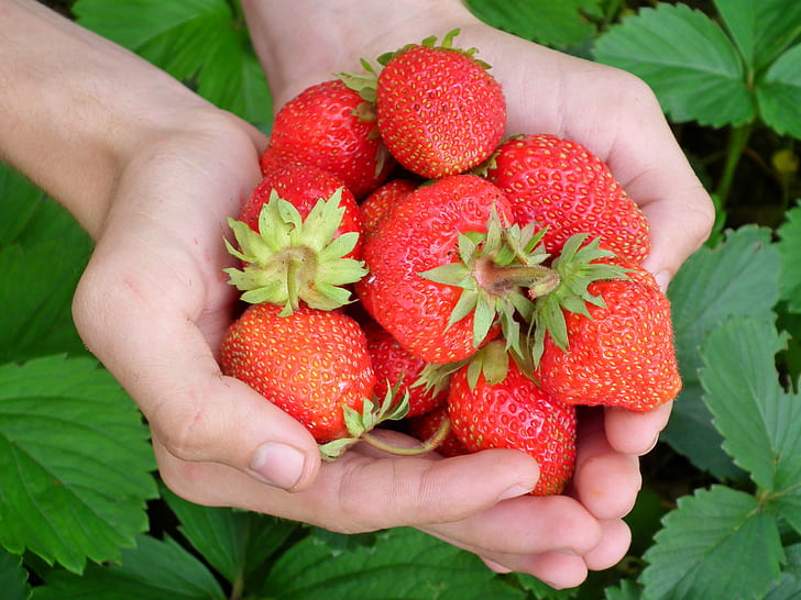 hand full of strawberry