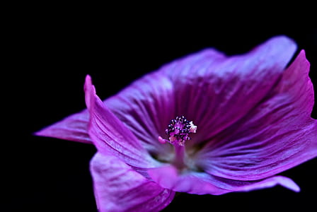 purple Malva flower in bloom close up photo