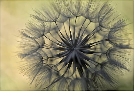 gray dandelion