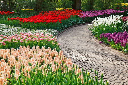 bed of variety of assorted-color flowers