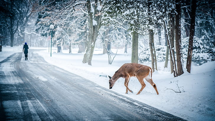 brown deer walking in side road
