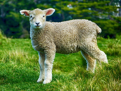 selective focus photograph of sheep