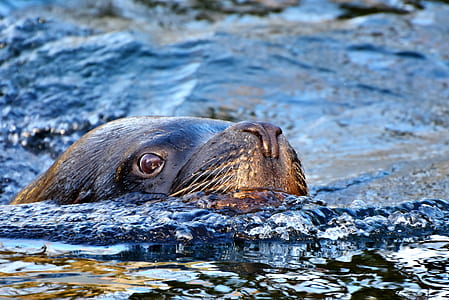 black seal on body of water during daytime