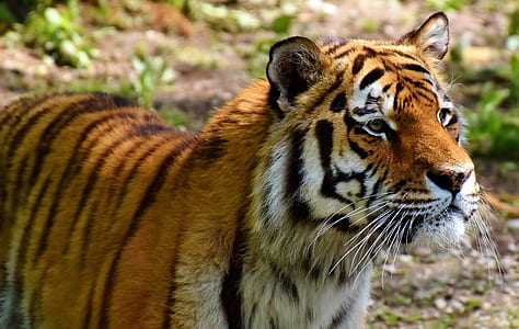 closeup photo of tiger on ground