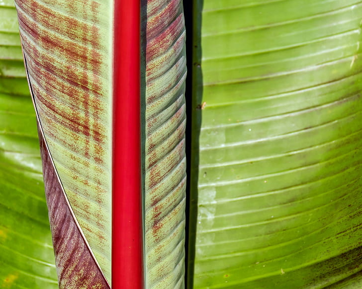 banana leaf, green, shiny, plant, leaf, rolled