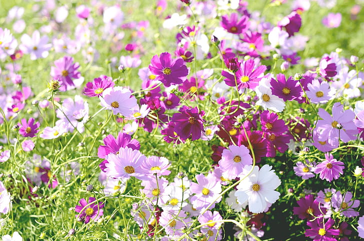 pink and purple petaled flower field