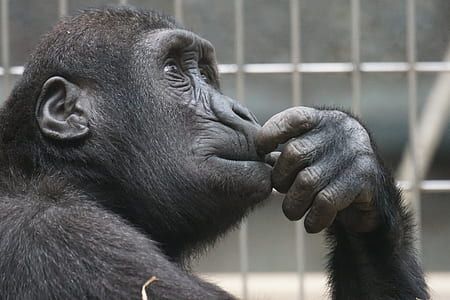 close-up photo of black chimpanzee