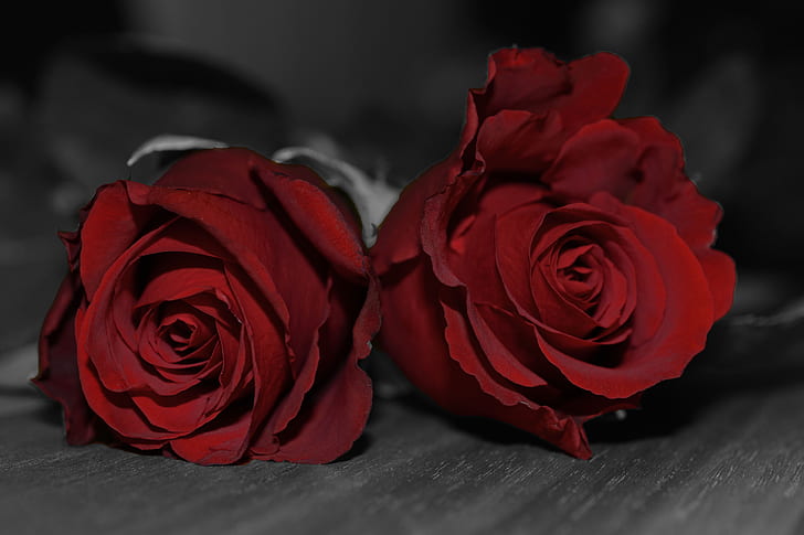 two red roses on wooden surface