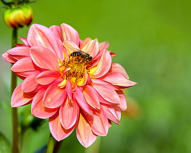 bee above pink multi-petaled flower selective closeup photography