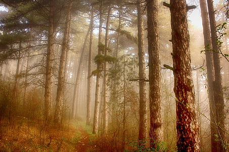 forest with fog at daytime