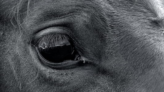 black animal eye photography