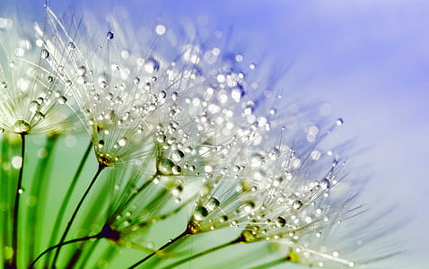 macro photography of white dandelion flower with water droplets