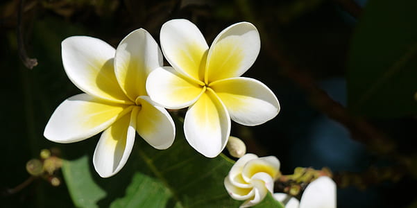 selective focus photography of white-and-yellow petaled flowers